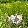 animal, cat, crouching, ears, eyes, face, fur, grass, grassland, greenery, meadow, nature, orange_markings, outdoors, pet, sitting, sunlight, whiskers, white_cat, wildlife