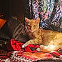 animal, blanket, cat, cozy, curtain, cute, floral_curtain, fur, furniture, home, indoor, orange_tabby, patterned_blanket, paw, pet, relaxed, resting, sunlight, warm_lighting, window_light