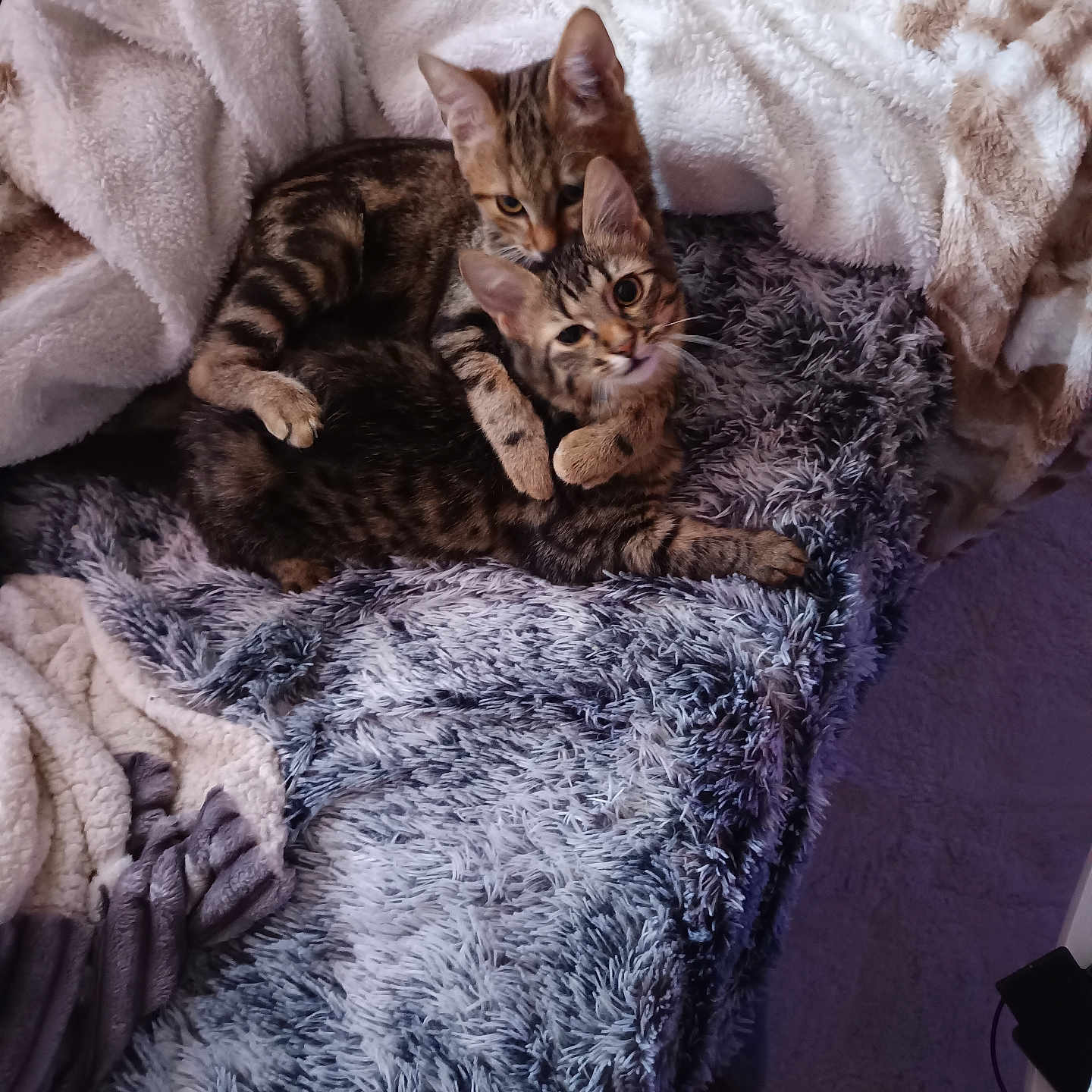 Zéphir Et Willow participe au concours pour gagner de l'argent avec cette photo : abyssinian, animal, back, bed, bedroom, blanket, bodypart, cat, couch, furniture, homedecor, indoors, kitten, linen, manx, ocelot, person, pet, quilt, room