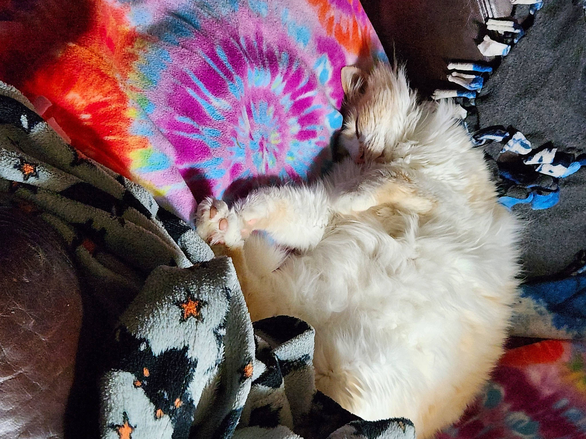 Mr.jingles joined the competition — help win amazing prizes! bag, canidae, carnivore, cat, comfort, companion_dog, dog_breed, fashion_accessory, fawn, feather, felidae, fur, human_leg, luggage_and_bags, paw, small_to_medium_sized_cats, snout, sporting_group, tail, whiskers