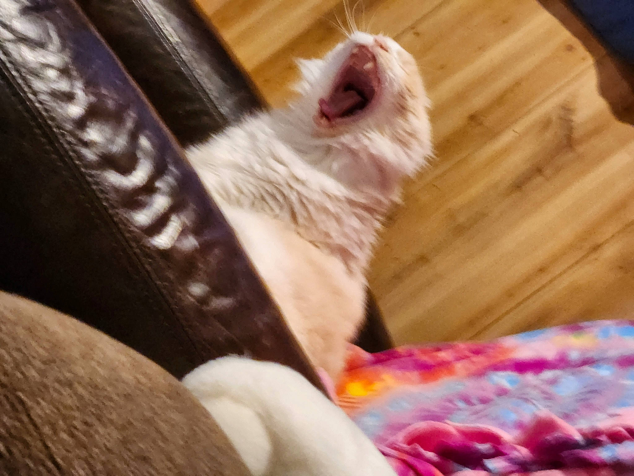 Mr.jingles is registered to the contest to win money with this photo: carnivore, comfort, companion_dog, couch, dog_breed, fawn, felidae, foot, fur, hardwood, human_leg, nail, paw, small_to_medium_sized_cats, snout, sporting_group, tail, textile, whiskers, wood