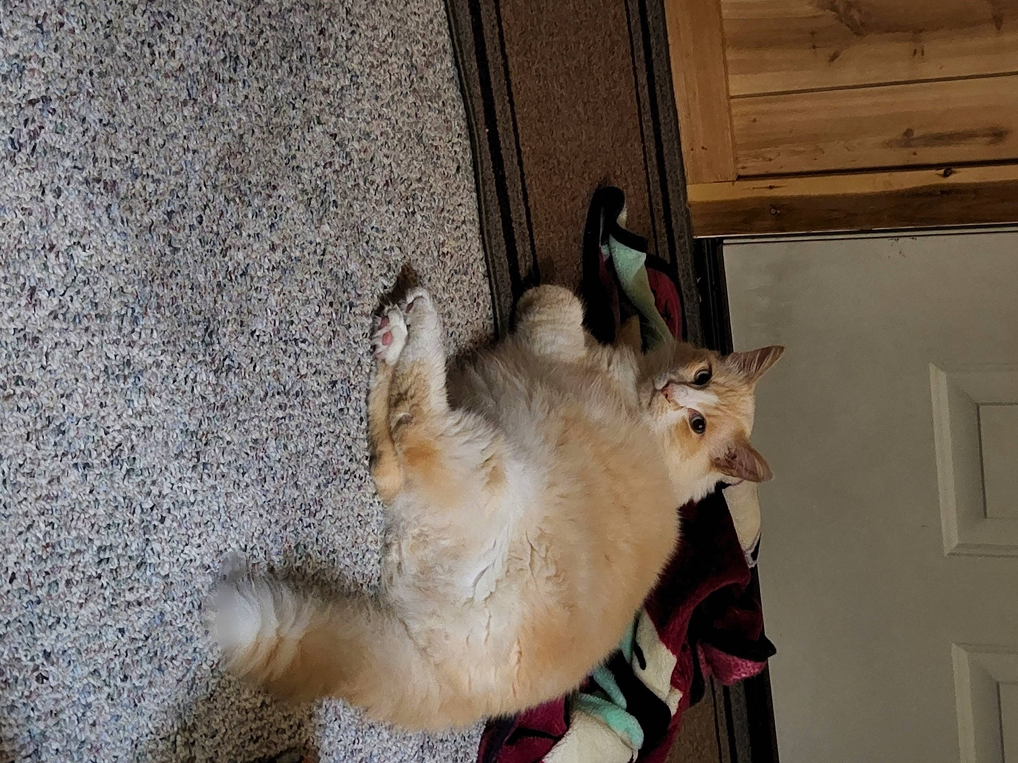 Mr.jingles joined the competition — help win amazing prizes! canidae, carnivore, cat, claw, dog_breed, domestic_short_haired_cat, door, fawn, felidae, fur, hardwood, mammal, paw, small_to_medium_sized_cats, snout, tail, thai, vertebrate, whiskers, wood