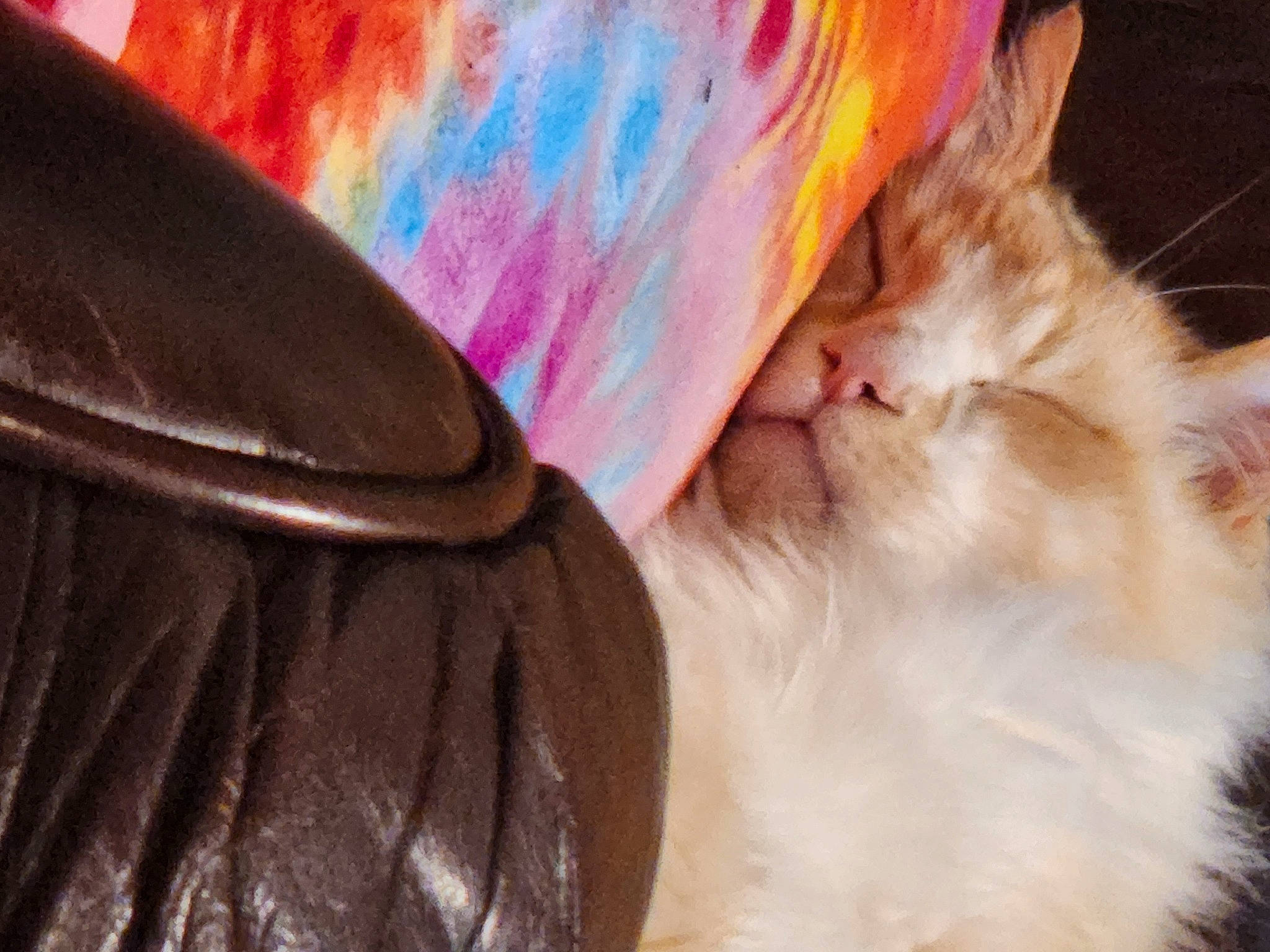 Mr.jingles is registered to the contest to win money with this photo: art, carnivore, cat, close_up, comfort, fashion_accessory, feather, felidae, foot, fur, gesture, human_leg, linens, magenta, paw, peach, small_to_medium_sized_cats, tail, textile, whiskers