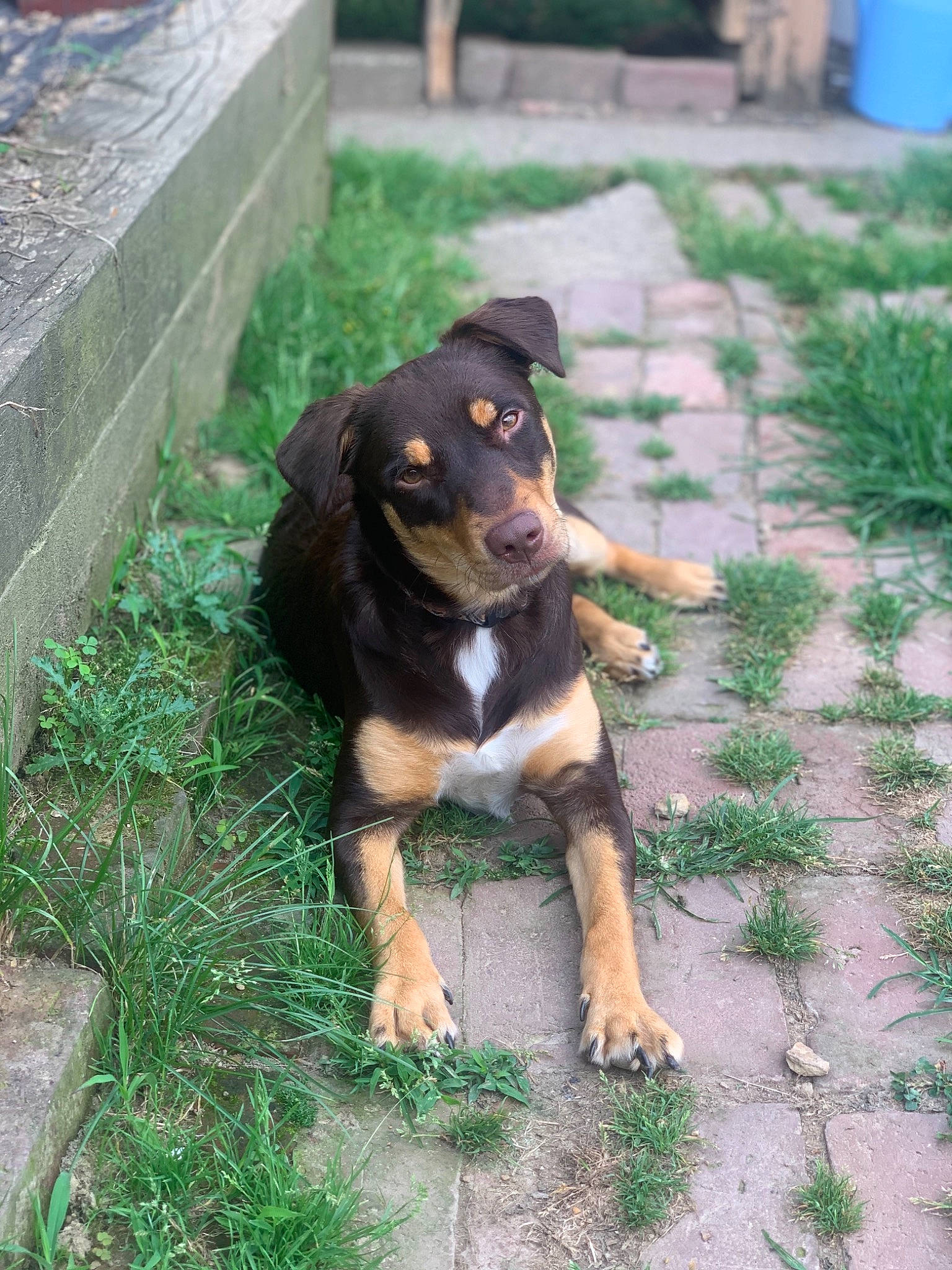 Jacey June joined the competition — help win amazing prizes! canidae, carnivore, companion_dog, dog, dog_breed, grass, groundcover, guard_dog, hunting_dog, plant, sporting_group, terrestrial_animal, toy_dog, working_animal, working_dog