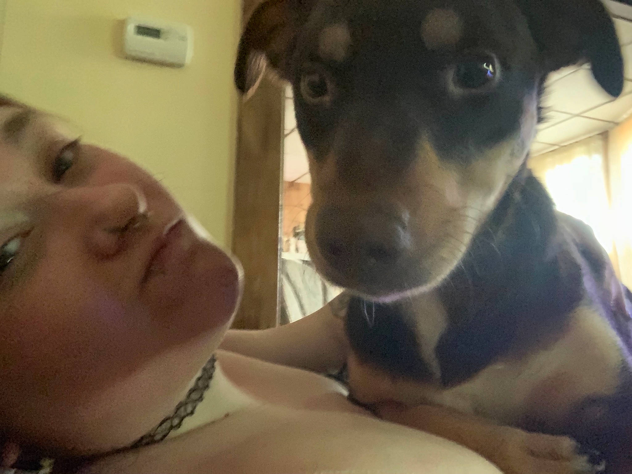 Jacey June joined the competition — help win amazing prizes! carnivore, chest, comfort, companion_dog, dog, dog_breed, ear, eyelash, fawn, fur, happy, jaw, jewellery, nose, selfie, snout, sporting_group, throat, whiskers, working_animal