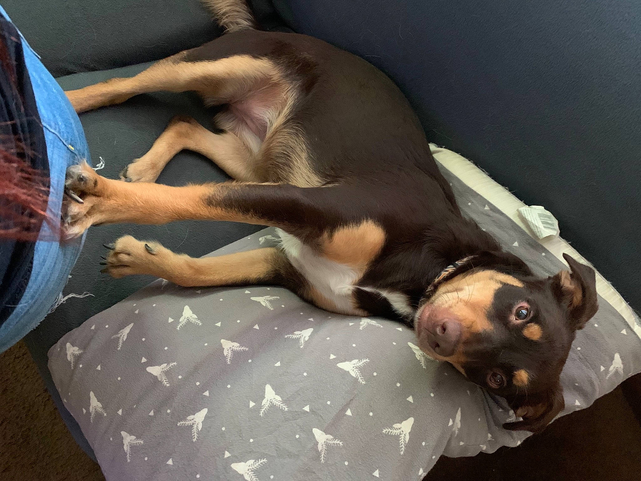 Jacey June joined the competition — help win amazing prizes! canidae, carnivore, chest, comfort, companion_dog, dog, dog_breed, dog_supply, fawn, flesh, foot, human_leg, knee, linens, nap, non_sporting_group, paw, sporting_group, tail, working_animal