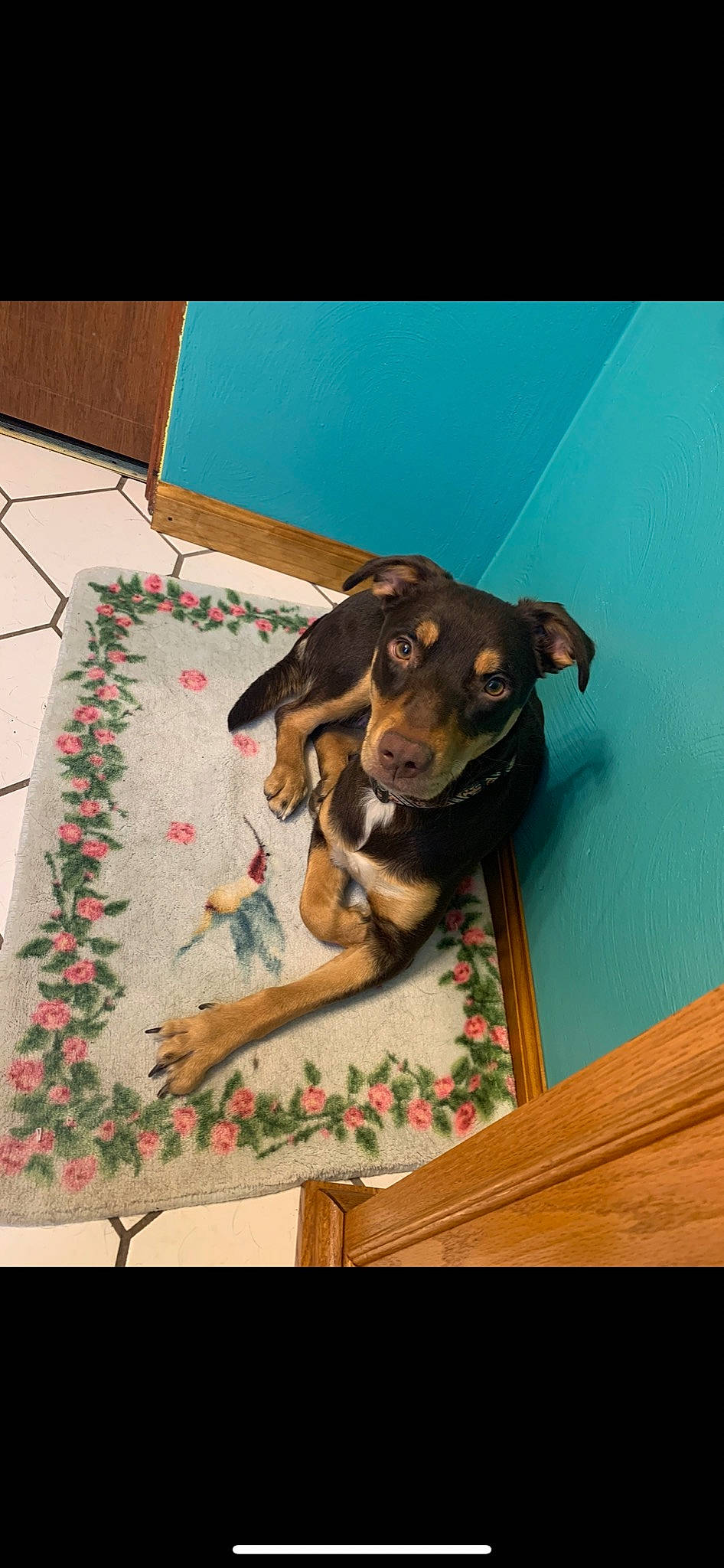 Jacey June is registered to the contest to win money with this photo: art, brown, canidae, carnivore, companion_dog, dog, dog_breed, dog_supply, fawn, flooring, guard_dog, hardwood, linens, pattern, pet_supply, rectangle, room, sporting_group, wood, working_animal