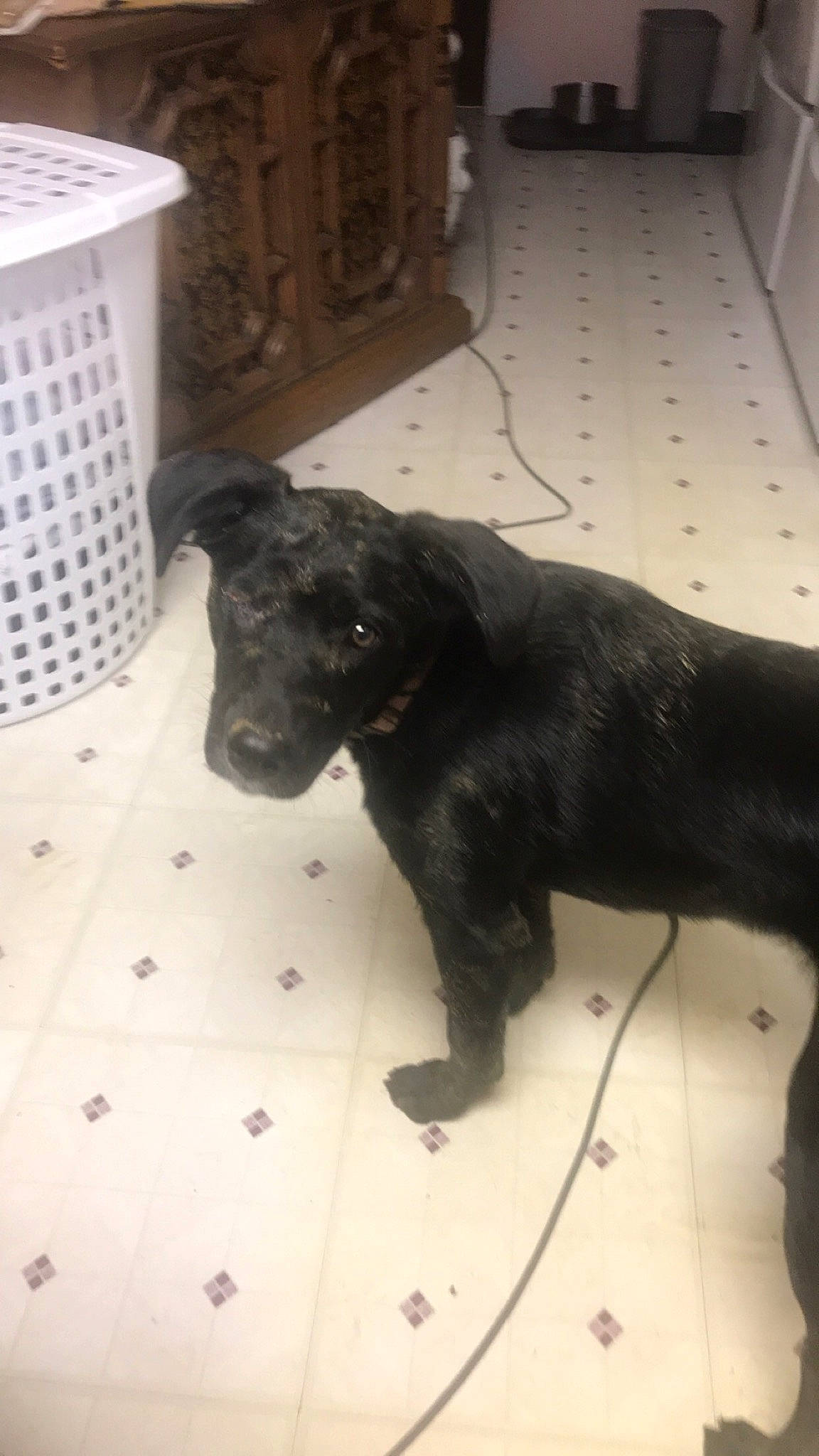 Livvy joined the competition — help win amazing prizes! borador, canidae, carnivore, chest_of_drawers, claw, companion_dog, dog, dog_breed, floor, flooring, fur, gun_dog, hardwood, liver, sporting_group, tail, terrestrial_animal, whiskers, wood, working_animal