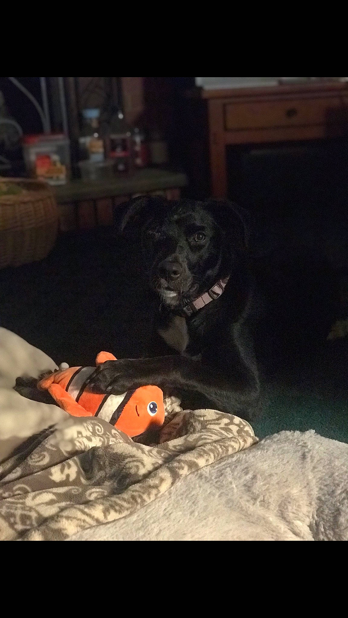 Livvy joined the competition — help win amazing prizes! carmine, comfort, companion_dog, darkness, dog, dog_breed, flooring, fur, guard_dog, night, personal_protective_equipment, pumpkin, room, sitting, tail, terrestrial_animal, vegetable, wood, working_animal