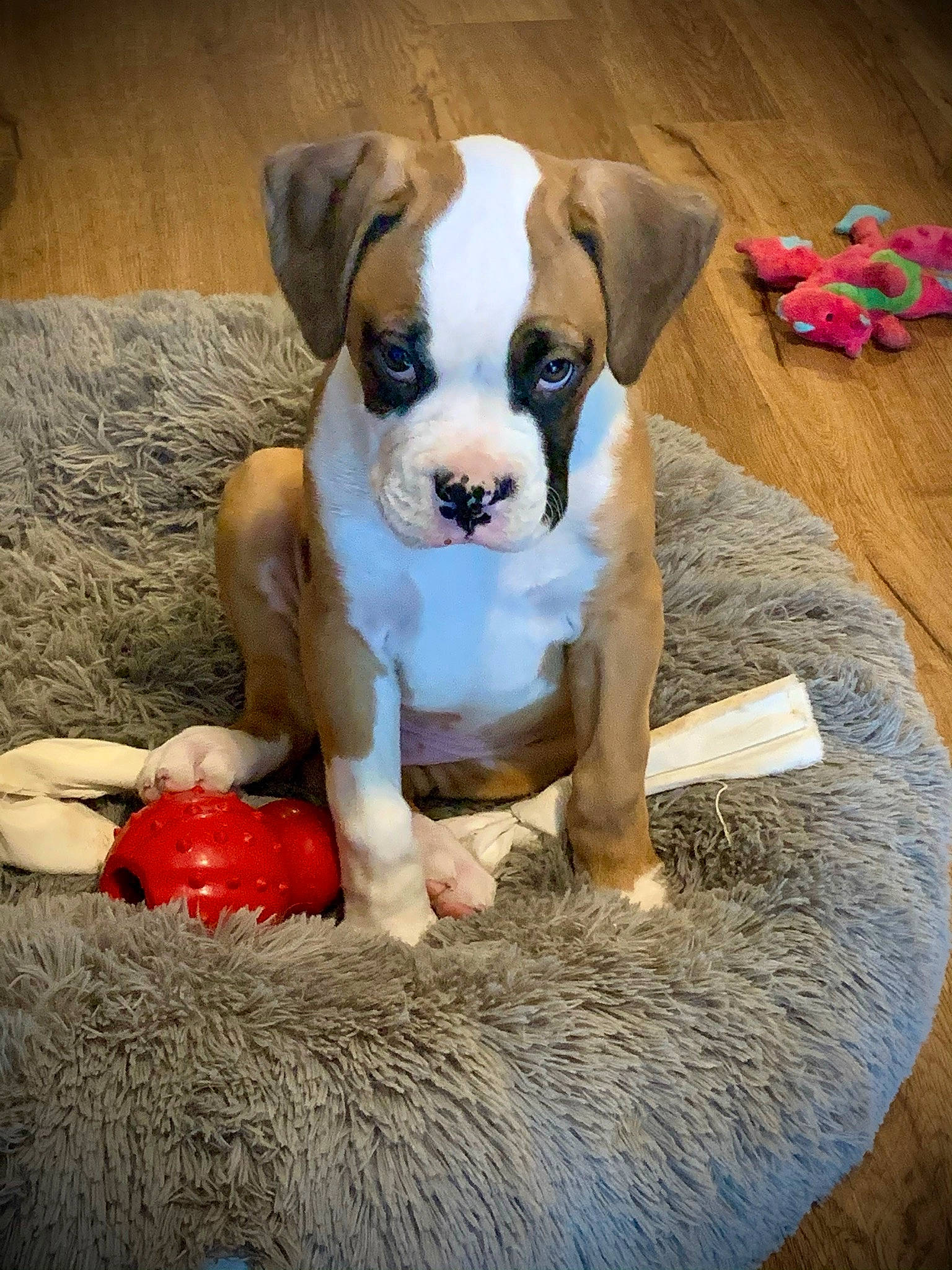 Jasper is registered to the contest to win money with this photo: canidae, carnivore, companion_dog, dog, dog_breed, dog_supply, dog_toy, fawn, fur, mammal, non_sporting_group, old_english_bulldog, pet_supply, puppy, snout, sporting_group, stuffed_toy, toy, working_animal, working_dog