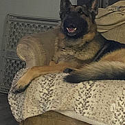 Max joined the competition — help win amazing prizes! animal, blanket, canine, couch, cozy, dog, domestic, ears, fur, furniture, german_shepherd, home, indoor, living_room, mouth_open, pet, relaxed, resting, smiling, tail