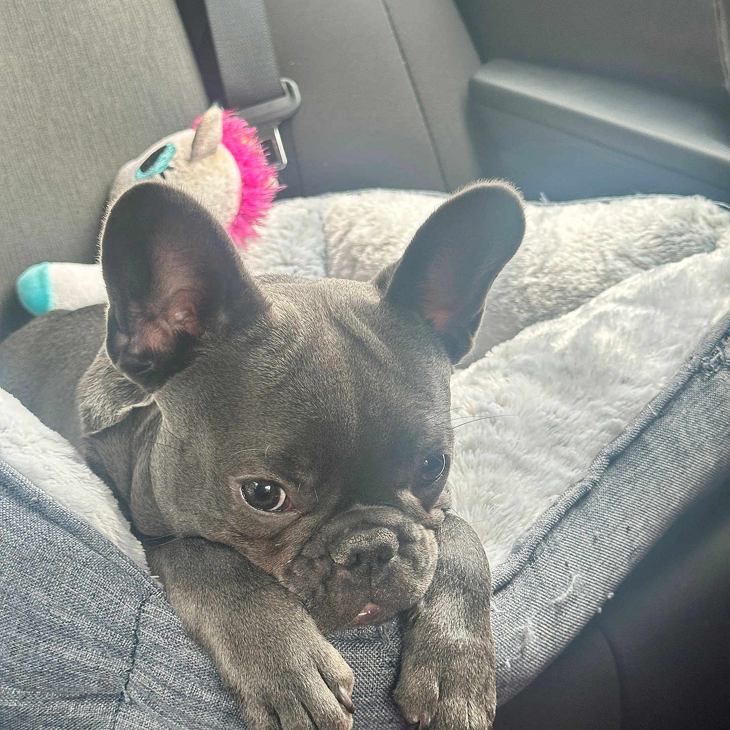 Winston is registered to the contest to win money with this photo: animal, car_interior, companion, cozy, cute, dog, ears, french_bulldog, gray_color, indoors, looking, paws, pet_bed, plush_toy, puppy, relaxed, resting, seatbelt, soft_texture, young