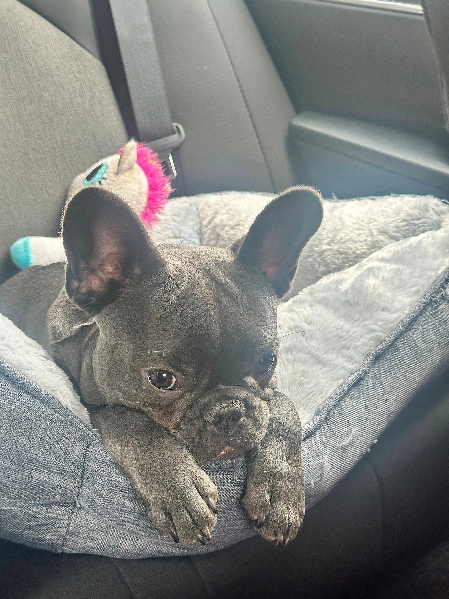 Winston is registered to the contest to win money with this photo: french_bulldog, puppy, dog, pet_bed, plush_toy, car_interior, ears, paws, soft_texture, gray_color, cozy, relaxed, indoors, seatbelt, cute, animal, companion, resting, looking, young