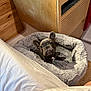Winston is registered to the contest to win money with this photo: french_bulldog, puppy, dog_bed, indoor, wooden_furniture, fluffy_bed, pet, canine, cozy, looking_up, curious, brown_dog, small_dog, domestic_animal, resting, bedroom, soft_texture, cute, young_dog, pet_bed