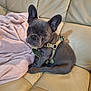 Winston is registered to the contest to win money with this photo: french_bulldog, puppy, dog, pet, leather_couch, blanket, pink_blanket, indoor, animal, cute, small_dog, harness, ears, sitting, looking, fur, adorable, companion, household, cozy