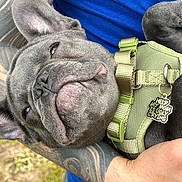 Winston is registered to the contest to win money with this photo: dog, french_bulldog, gray_dog, puppy, pet, harness, tag, tattoo, arm, blue_shirt, closeup, outdoor, cute, animal, face, snout, ears, expression, funny_tag, holding