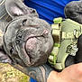 dog, french_bulldog, gray_dog, puppy, pet, harness, tag, tattoo, arm, blue_shirt, closeup, outdoor, cute, animal, face, snout, ears, expression, funny_tag, holding