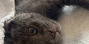 Grisou a rejoint le concours — aidez-le/la à gagner de superbes lots ! kitten, cat, gray_fur, whiskers, blanket, soft, cute, pet, fur, animal, indoor, cozy, sleepy, relaxed, close_up, laying_down, young, small, adorable, resting