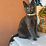 cat, gray_cat, yellow_eyes, sitting, cushions, stacked_cushions, indoor, orange_wall, patterned_fabric, decor, frog_doll, toy, pet, animal, feline, collar, resting, cute, curious, domestic_animal