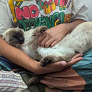 Leeloo joined the competition — help win amazing prizes! cat, siamese_cat, sleeping, person, arms, lap, patchwork_pants, graphic_tshirt, indoor, cozy, pet, feline, fur, tail, hand, comfort, relaxation, casual, home, colorful_clothing