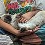 cat, siamese_cat, sleeping, person, arms, lap, patchwork_pants, graphic_tshirt, indoor, cozy, pet, feline, fur, tail, hand, comfort, relaxation, casual, home, colorful_clothing