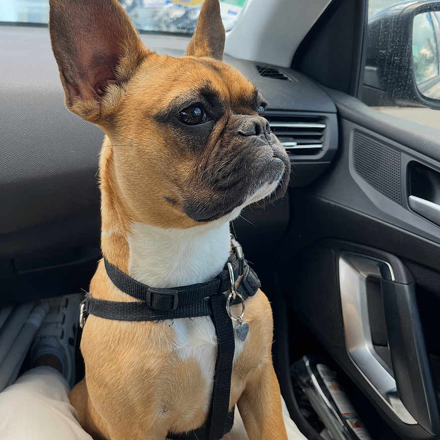 Thalys a rejoint le concours — aidez-le/la à gagner de superbes lots ! animal, brown_dog, canine, car, collar, daylight, dog, ears, harness, interior, looking_away, passenger_seat, pet, resting, seat, short_fur, side_mirror, transportation, urban, window