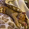 Simbba joined the competition — help win amazing prizes! bed, blanket, cat, closeup, cozy, cute, ears, fluffy, fur, indoors, orange_cat, paws, pet, portrait, relaxed, resting, sleeping, toe_beans, warm, whiskers