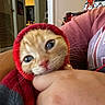 Simbba is registered to the contest to win money with this photo: arm, cat, close_up, cozy, cuddling, fur, green_eyes, home, hood, indoors, kitten, orange_cat, person, pet, pink_nose, portrait, red_clothing, sleepy, stained_glass_lamp, whiskers