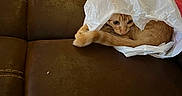 Simbba joined the competition — help win amazing prizes! cat, ginger_cat, kitten, pet, animal, sitting, lying_down, curled_up, peeking, green_eyes, whiskers, fur, plastic_bag, shopping_bag, couch, leather, indoor, home, funny, cozy