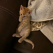 Simbba is registered to the contest to win money with this photo: animal, belly_up, blanket, cat, couch, cozy, cute, ears, feline, fluffy, indoor, kitten, lying_down, orange_tabby, paws, pet, portrait, sitting, tail, whiskers