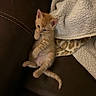animal, belly_up, blanket, cat, couch, cozy, cute, ears, feline, fluffy, indoor, kitten, lying_down, orange_tabby, paws, pet, portrait, sitting, tail, whiskers