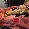 Simbba is registered to the contest to win money with this photo: cat, orange_cat, sleeping, relaxed, stretching, lying_down, paws, whiskers, fur, pet, domestic_animal, blanket, pink_blanket, cartoon_pattern, couch, leather_chair, living_room, indoor, cozy, nap
