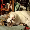 animal, cartoon, cat, chair, closeup, cozy, cute, domestic, face, feline, fur, household, indoor, lying_down, pet, pillow, relaxed, resting, whiskers, wooden