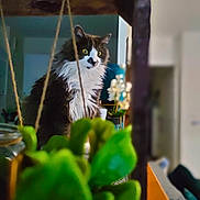 Rio participe au concours pour gagner de l'argent avec cette photo : animal, black_and_white, blurred_foreground, cat, cozy, curious, decor, feline, fluffy, focus, greenery, hanging, home, indoor, pet, plant, portrait, rope, whiskers, yellow_eyes