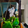 animal, black_and_white, blurred_foreground, cat, cozy, curious, decor, feline, fluffy, focus, greenery, hanging, home, indoor, pet, plant, portrait, rope, whiskers, yellow_eyes