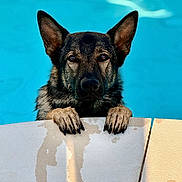 Volk participe au concours pour gagner de l'argent avec cette photo : dog, german_shepherd, pool, water, paws, wet, animal, pet, outdoor, blue, curious, canine, fur, ears, snout, nose, portrait, swimming_pool, edge, looking