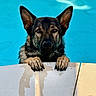 dog, german_shepherd, pool, water, paws, wet, animal, pet, outdoor, blue, curious, canine, fur, ears, snout, nose, portrait, swimming_pool, edge, looking