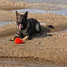 Volk a rejoint le concours — aidez-le/la à gagner de superbes lots ! dog, german_shepherd, beach, sand, water, wet, tongue_out, toy, playful, animal, canine, outdoor, sunlight, nature, pet, lying_down, happy, summer, shore, recreational