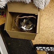 Miel participe au concours pour gagner de l'argent avec cette photo : cat, tabby_cat, basket, cardboard_box, floor, rug, blanket, indoor, pet, animal, curious, looking_up, cozy, feline, whiskers, ears, home, domestic, small_space, container