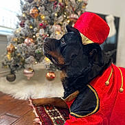 Kobe is registered to the contest to win money with this photo: animal, black_dog, canine, carpet, christmas_tree, costume, decorations, dog, festive, hat, holiday, holiday_season, indoor, ornaments, pet, portrait, red_clothing, relaxing, rottweiler, wooden_floor