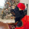 animal, black_dog, canine, carpet, christmas_tree, costume, decorations, dog, festive, hat, holiday, holiday_season, indoor, ornaments, pet, portrait, red_clothing, relaxing, rottweiler, wooden_floor