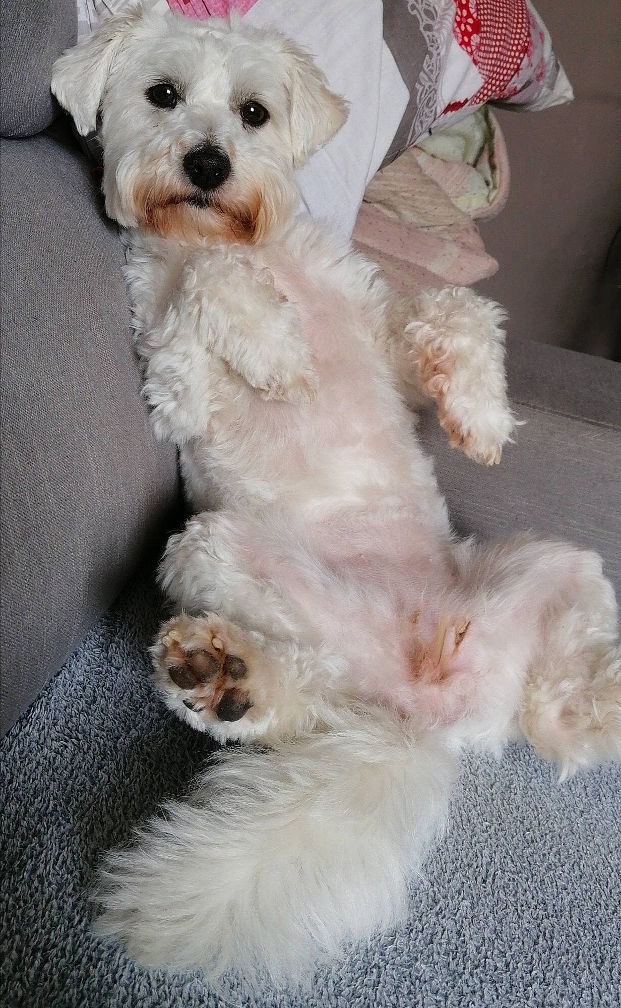 Nikita participe au concours pour gagner de l'argent avec cette photo : canidae, carnivore, companion_dog, dog, dog_breed, dog_clothes, dog_collar, dog_supply, fashion_accessory, fur, maltepoo, shih_poo, small_terrier, snout, sporting_group, terrier, toy_dog, water_dog, white, working_animal