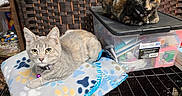 Nismo is registered to the contest to win money with this photo: cats, kitten, tortoiseshell_cat, gray_cat, pet, animal, feline, sitting, lying_down, blanket, paw_prints, collar, indoor, cage, storage_bin, woven_background, shelter, portrait, alert, cozy