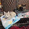 cats, kitten, tortoiseshell_cat, gray_cat, pet, animal, feline, sitting, lying_down, blanket, paw_prints, collar, indoor, cage, storage_bin, woven_background, shelter, portrait, alert, cozy