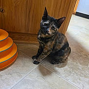 Nismo is registered to the contest to win money with this photo: cat, kitten, tortoiseshell, animal, pet, sitting, indoors, tile_floor, wooden_cabinet, orange_toy, cat_toy, pointed_ears, green_eyes, whiskers, fur, black_fur, brown_fur, orange_fur, portrait, home
