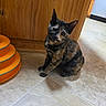 cat, kitten, tortoiseshell, animal, pet, sitting, indoors, tile_floor, wooden_cabinet, orange_toy, cat_toy, pointed_ears, green_eyes, whiskers, fur, black_fur, brown_fur, orange_fur, portrait, home