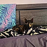 cat, tortoiseshell_cat, pet, animal, indoors, bedroom, bed, blanket, zebra_pattern, towel, headboard, furniture, cozy, sitting, portrait, collar, purple, black, brown, colorful