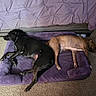 Roo joined the competition — help win amazing prizes! dogs, two_dogs, sleeping, resting, pets, animals, black_dog, brown_dog, couch, dog_bed, purple_bed, carpet, indoors, home, cozy, relaxed, lying_down, nap, short_hair, pet_portrait