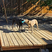 Roo is registered to the contest to win money with this photo: dogs, two_dogs, canine, playing, tug_of_war, toy, blue_toy, outdoor, backyard, wooden_deck, fence, tree, sunlight, shadows, playground, garden, standing, pet, animal, daylight