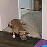 Roo is registered to the contest to win money with this photo: dog, pit_bull, lying_down, indoor, doorway, hallway, carpet, hardwood_floor, pet_bowl, dog_food, purple_mat, brown_fur, white_paws, face, eyes, ears, tail, home, portrait, relaxed